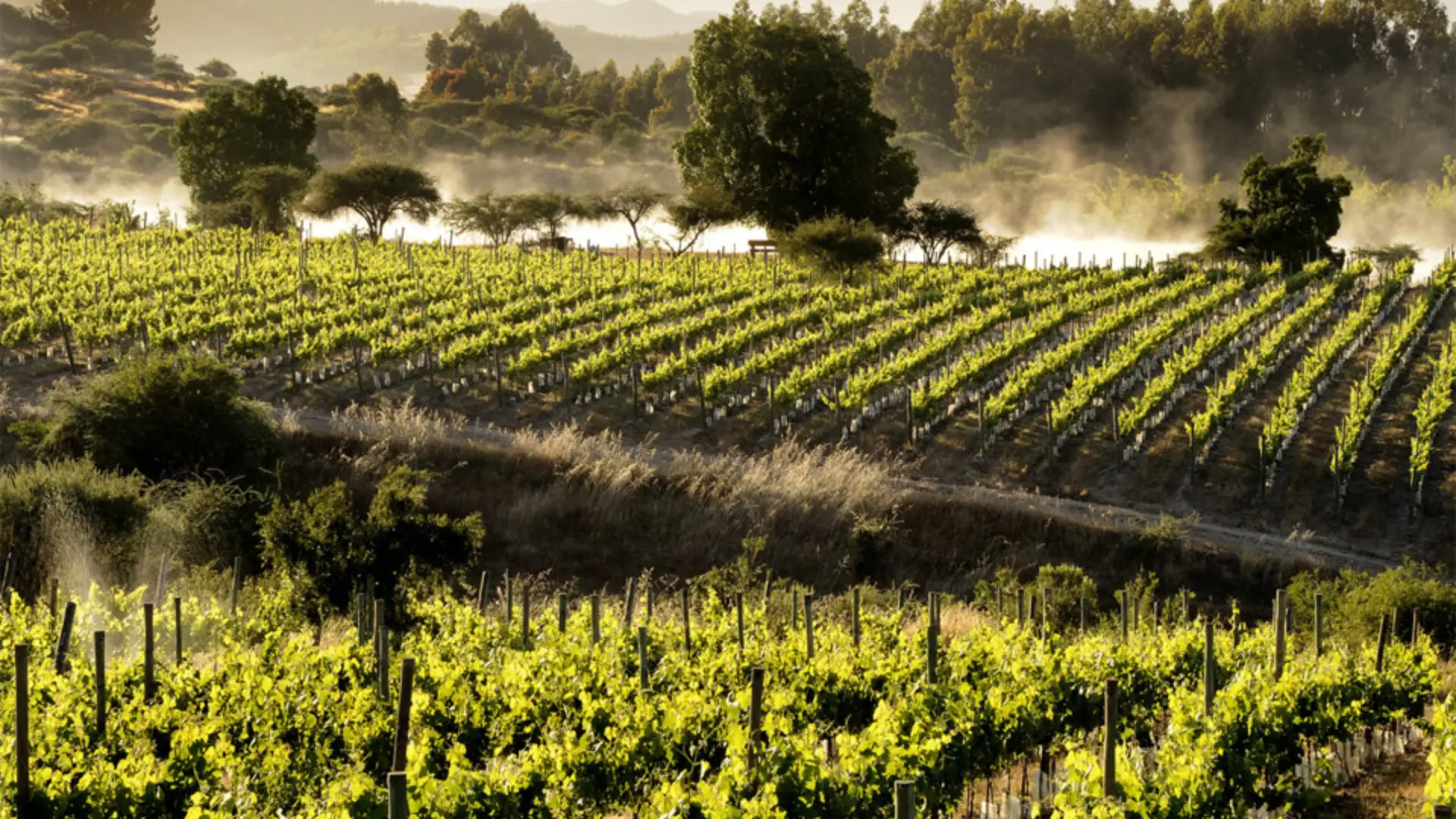 Colchagua Valley